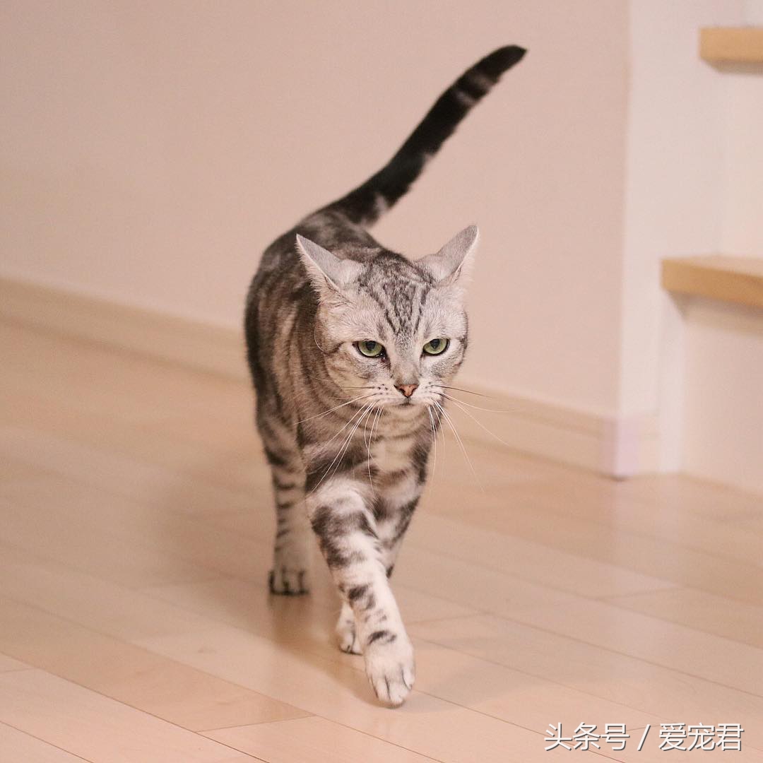 猫咪冷知识什么意思,猫咪冷知识开头素材