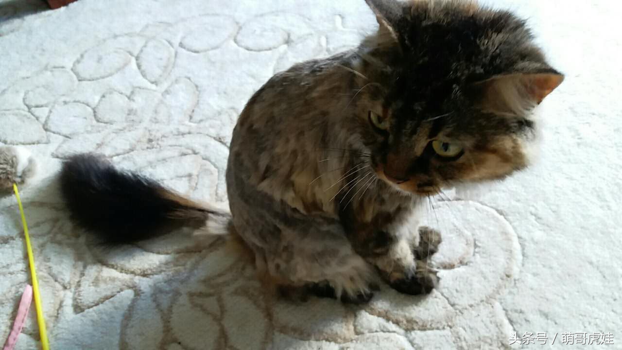 铲屎官被猫抓然后给猫咪头发剃了,铲屎官给狗子剪毛