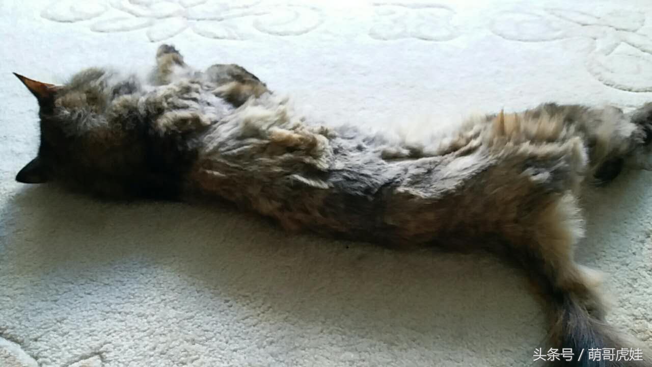 铲屎官被猫抓然后给猫咪头发剃了,铲屎官给狗子剪毛