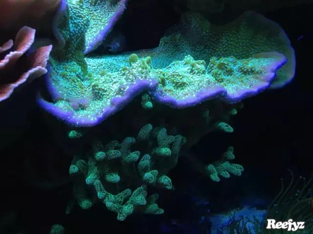 天啊，又是火灾又是炸缸，这可能是最倒霉的鱼友了！