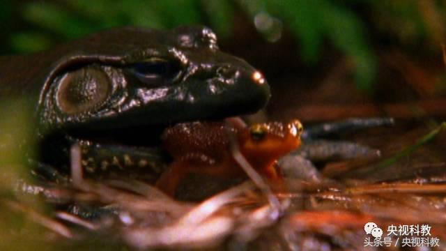 自然传奇怪物之谜,自然传奇未解之谜故事