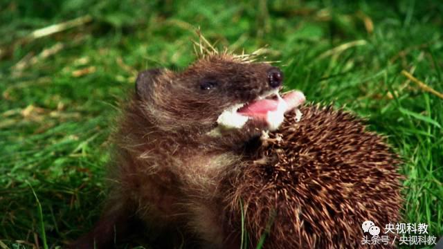 自然传奇怪物之谜,自然传奇未解之谜故事