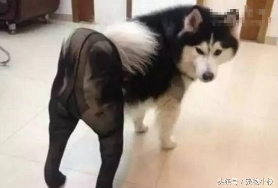 给二哈穿袜子后会有什么反应,给狗子穿袜子