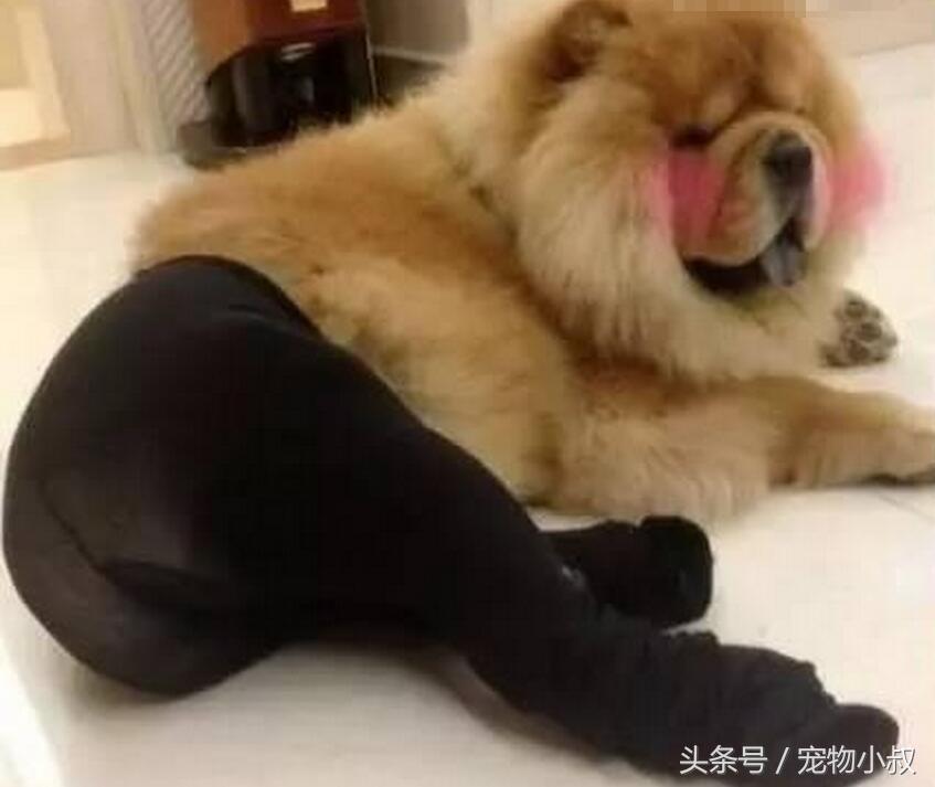 给二哈穿袜子后会有什么反应,给狗子穿袜子