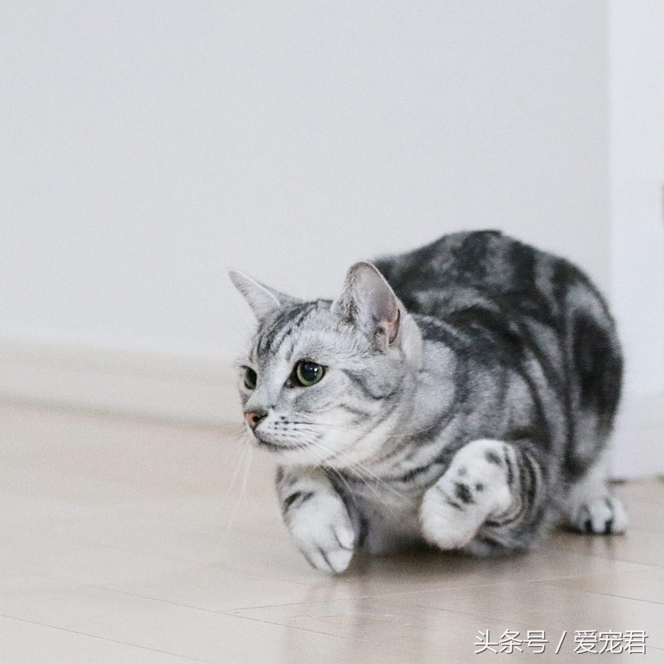 猫咪冷知识什么意思,猫咪冷知识开头素材