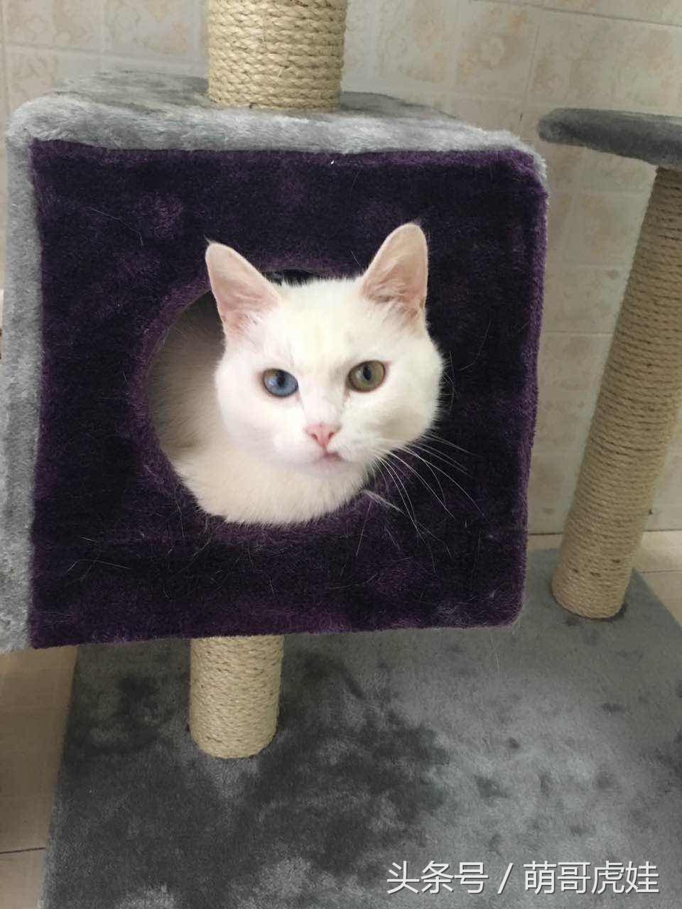 铲屎官被猫抓然后给猫咪头发剃了,铲屎官给狗子剪毛