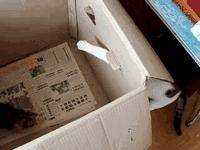 每日笑报兄弟！你这辆能焗油的车，不便宜吧？