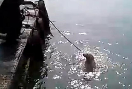 洗狗的方式,主人给狗狗洗澡太搞笑了