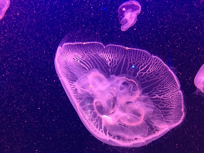 珠海长隆海洋王国游记作文,珠海长隆海洋王国游记