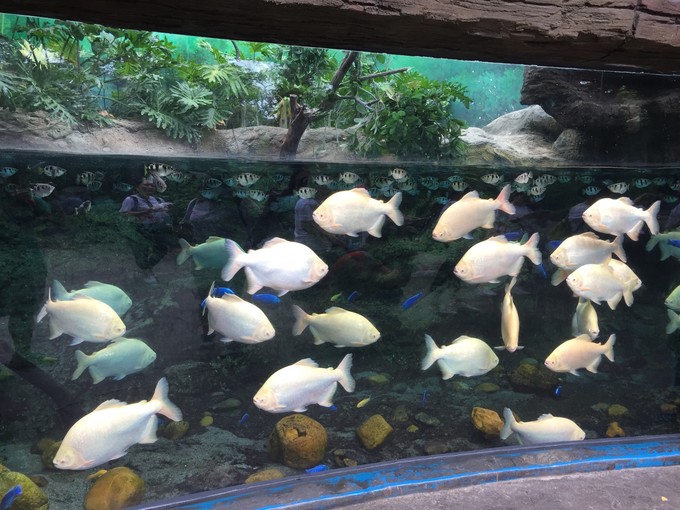 珠海长隆海洋王国游记作文,珠海长隆海洋王国游记