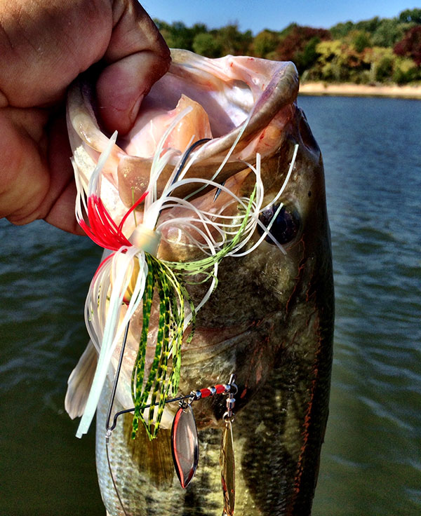 路亚钓鱼怎么知道咬口了,钓鱼咋样抓口