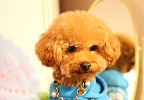 狗狗吃了驱虫药拉稀了怎么回事,狗狗吃了驱虫药拉肚子怎么办