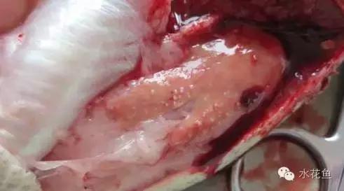 鱼类诺卡氏菌病怎么治疗,鱼诺卡氏菌怎么处理