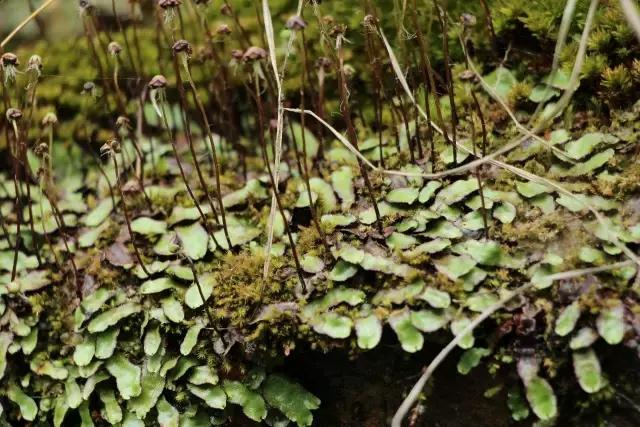 苔藓儿童科普,关于苔藓的小知识