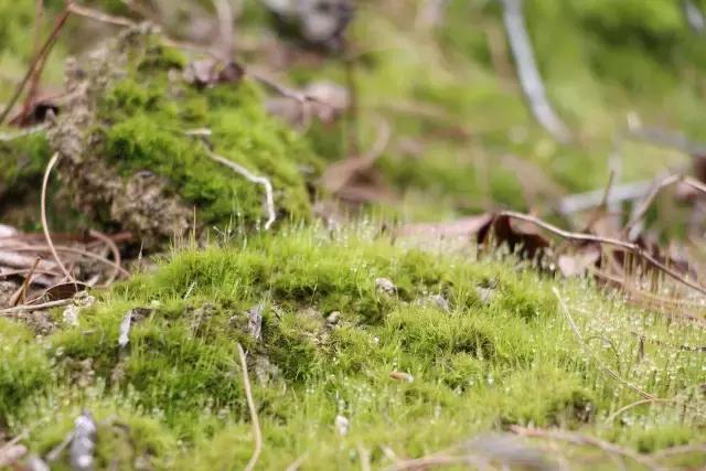 苔藓儿童科普,关于苔藓的小知识