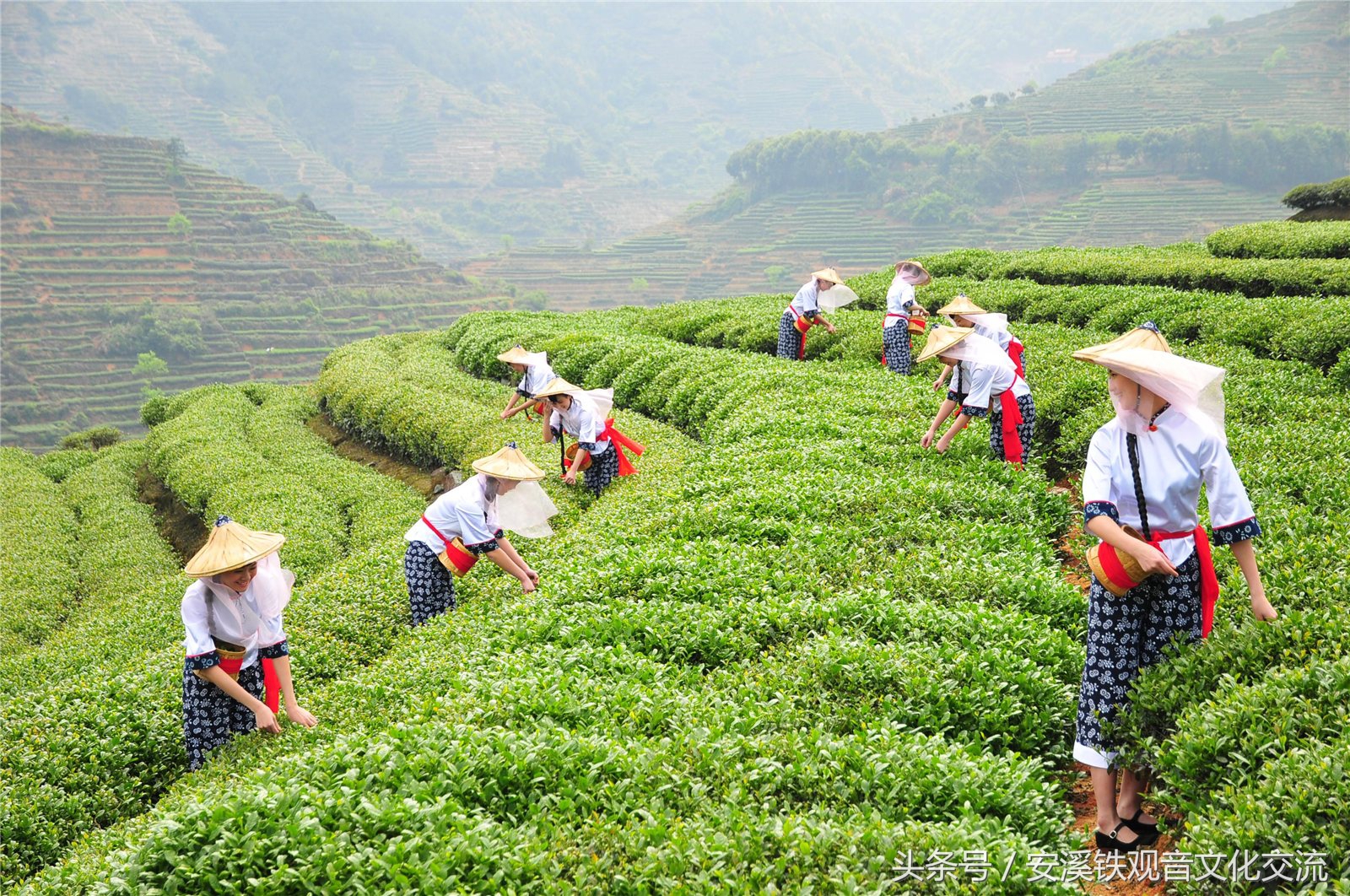 对铁观音的误解,关于铁观音的误解