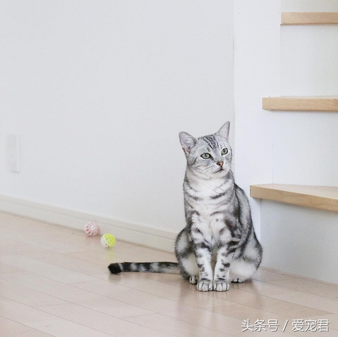 猫咪冷知识什么意思,猫咪冷知识开头素材
