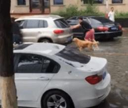 鱼缸养虾视频,鱼缸养大眼贼虾