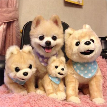 犬瘟热初期症状及治疗方法,犬细小和犬瘟热的临床症状