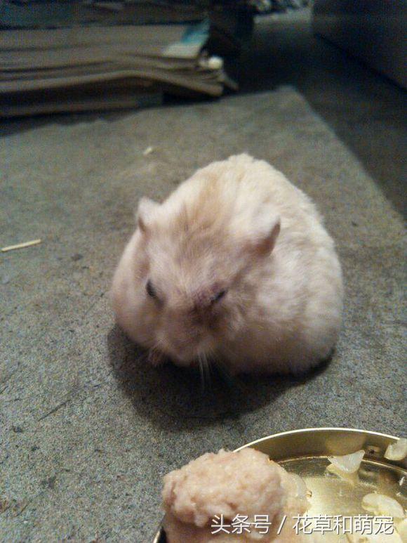 仓鼠在自己手里面乱跑该怎么办,仓鼠突然有奇怪行为