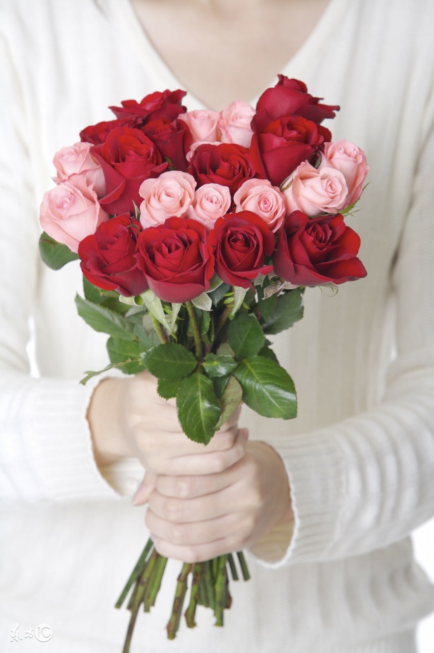 玫瑰花各个品种及花语介绍大全,玫瑰的养护与花语有哪些