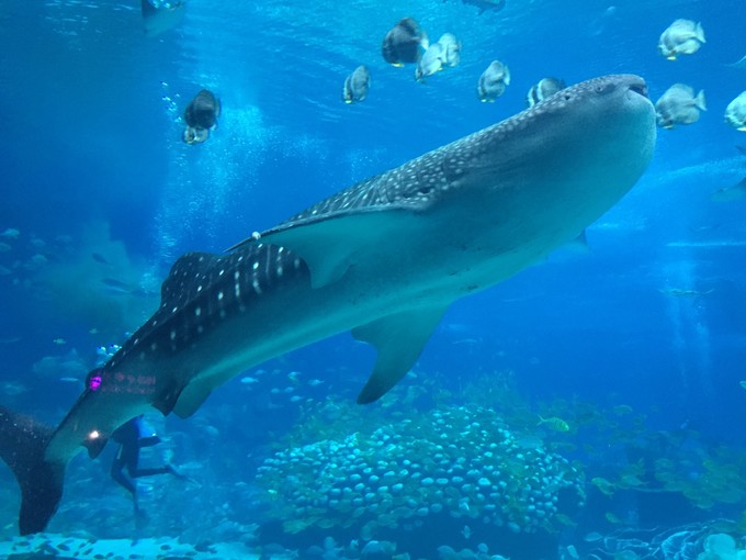 珠海长隆海洋王国游记作文,珠海长隆海洋王国游记