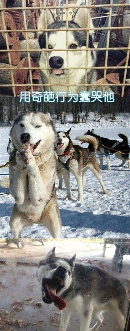 用计谋报复一个人,狗会用什么行为报复主人