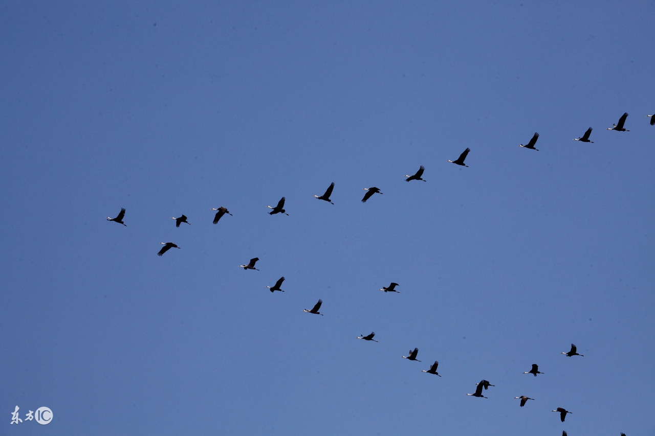 大象恃强凌弱踩死雏雁，大雁联合苍蝇青蛙智取强敌，最终以弱胜强