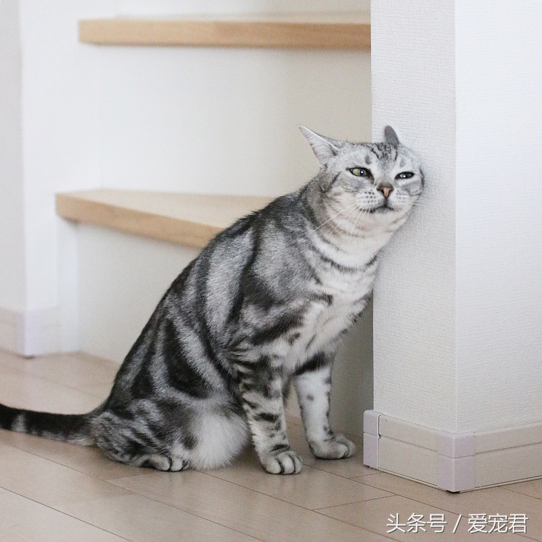 猫咪冷知识什么意思,猫咪冷知识开头素材
