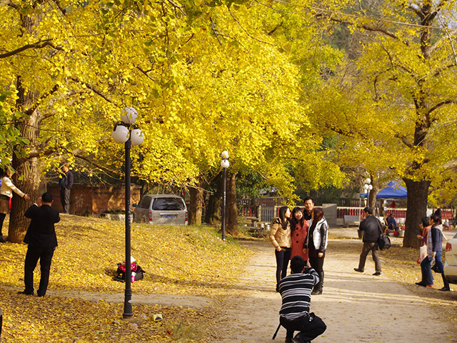 银杏树怎么嫁接果子才能吃,银杏花怎么人工授粉