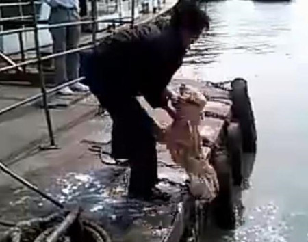 洗狗的方式,主人给狗狗洗澡太搞笑了