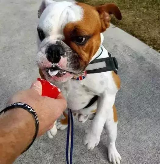 英斗怎么养,英斗如何养