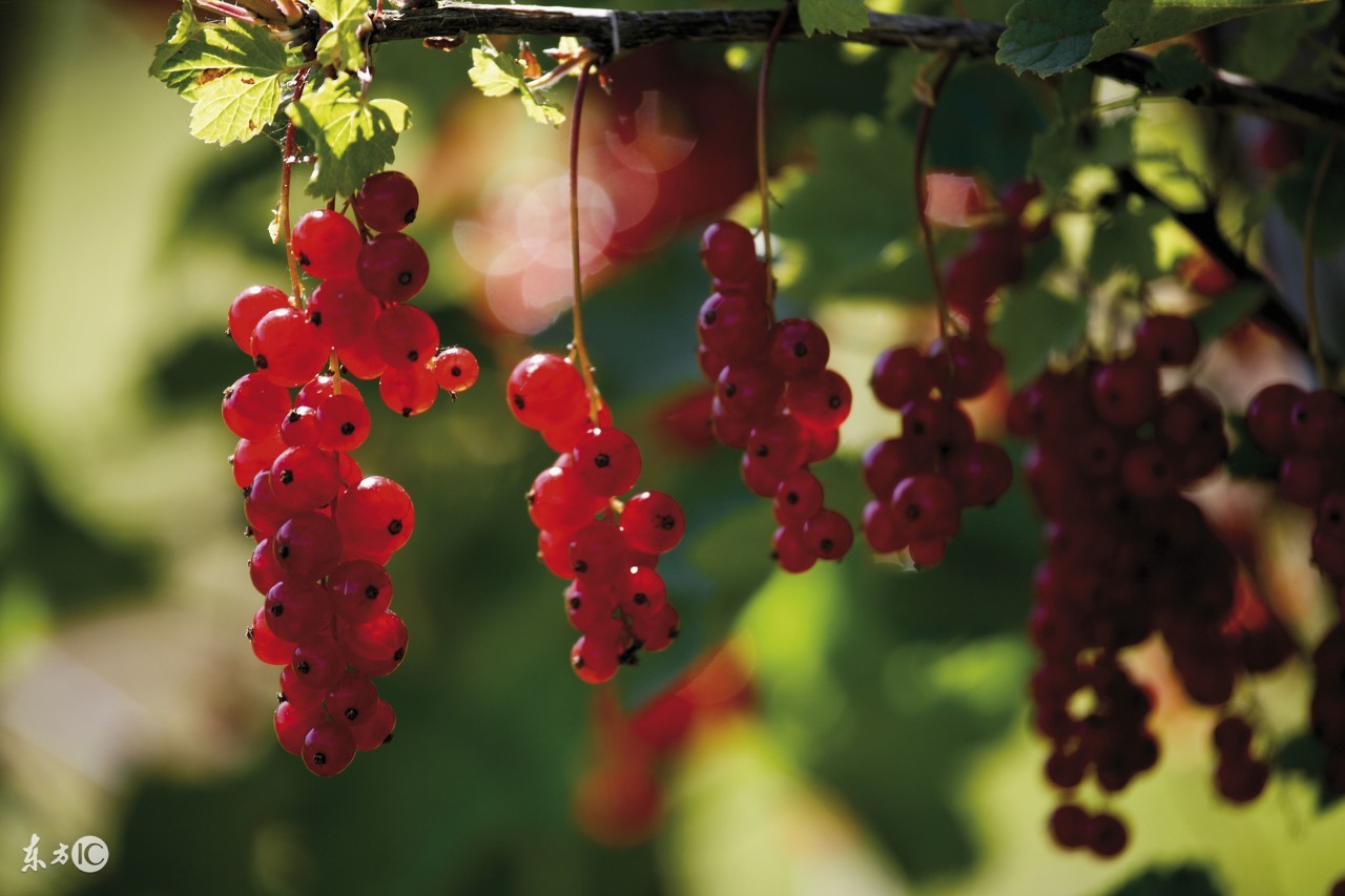 宝宝拉肚子怎么安慰,宝宝拉肚子别担心尝试这样来调理
