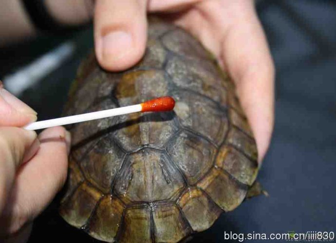 乌龟常见疾病怎么治,乌龟常见疾病解决方法
