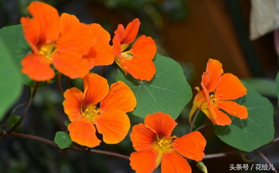 旱金莲花观赏图片,旱金莲花的功效与作用图解