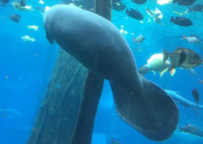 珠海长隆海洋王国游记作文,珠海长隆海洋王国游记