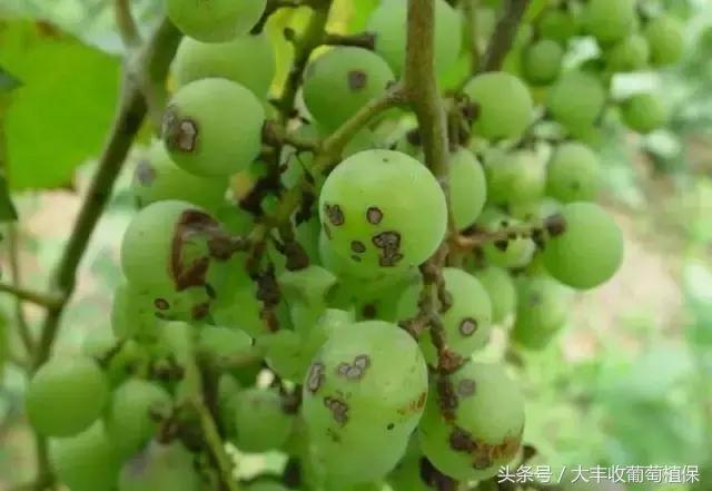 葡萄有斑点是怎么回事,葡萄上出现黑褐色斑块是怎么回事
