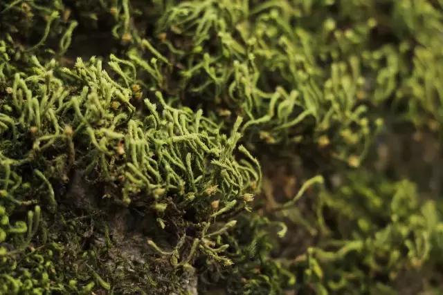 苔藓儿童科普,关于苔藓的小知识
