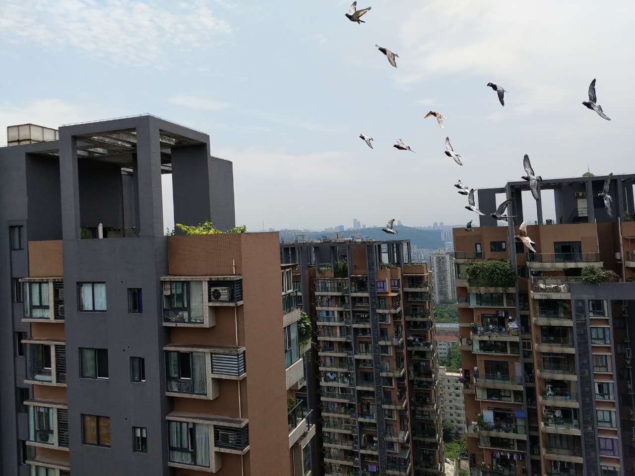 高温天气鸽子怎么办,高温天气鸽子冷受得住吗