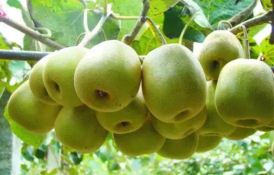 乐山夏季又避暑又好吃的地方,乐山本地人都去哪里吃美食