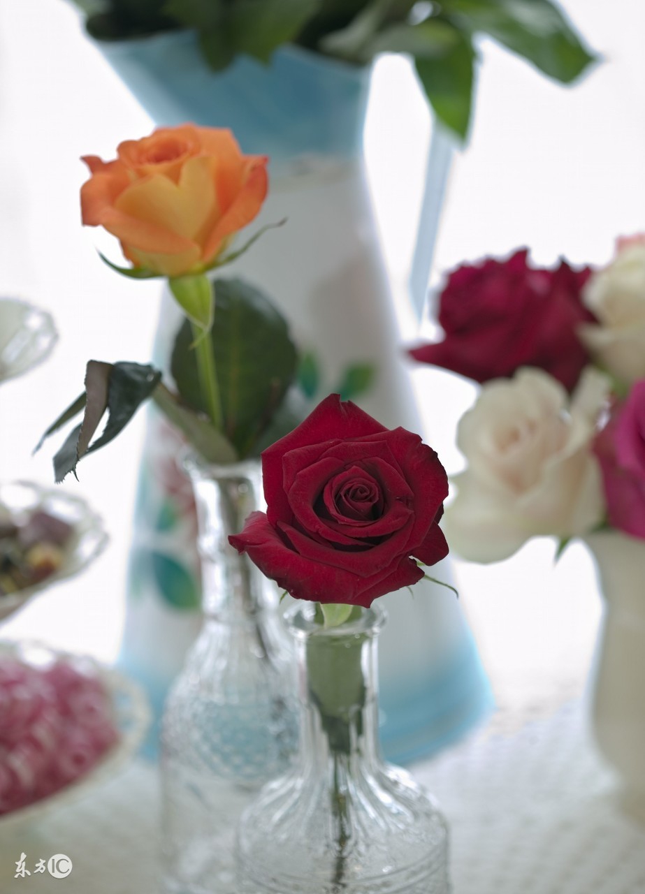 玫瑰花各个品种及花语介绍大全,玫瑰的养护与花语有哪些