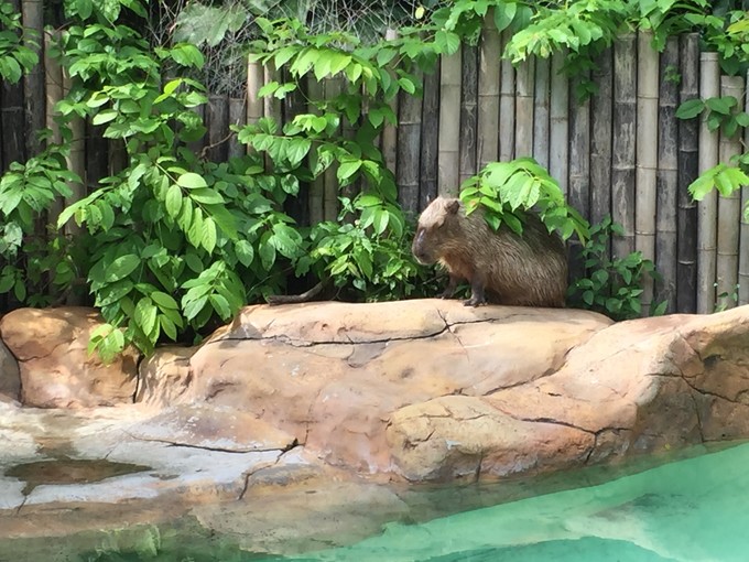 珠海长隆海洋王国游记作文,珠海长隆海洋王国游记