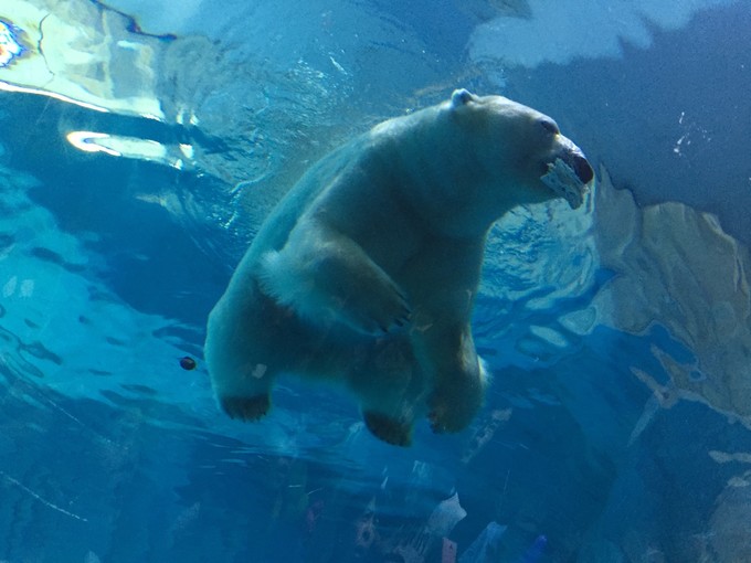 珠海长隆海洋王国游记作文,珠海长隆海洋王国游记