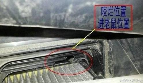 爱车被动物入侵怎么办,爱车遭小猫破坏