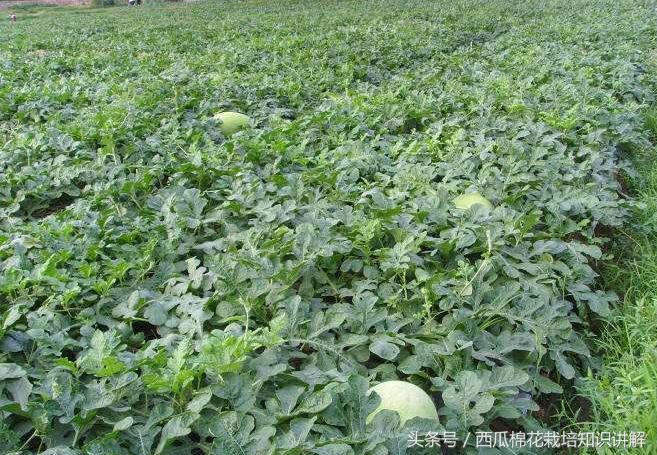 西瓜用什么肥料增产最快,西瓜增产的最好方法