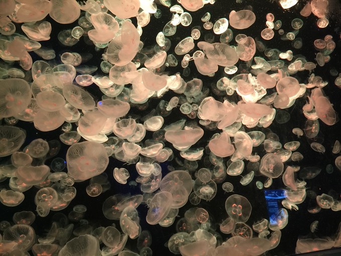 珠海长隆海洋王国游记作文,珠海长隆海洋王国游记