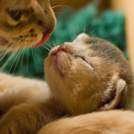 鍠垫槦浜轰笉鐖卞悆闆堕,鍠垫槦浜轰笉鐖卞悆棣欒彍