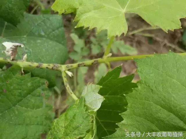 葡萄有斑点是怎么回事,葡萄上出现黑褐色斑块是怎么回事