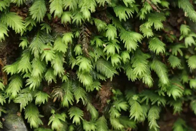 苔藓儿童科普,关于苔藓的小知识