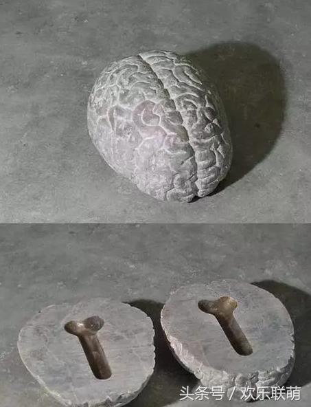 泰迪脑子,泰迪脑子有多大